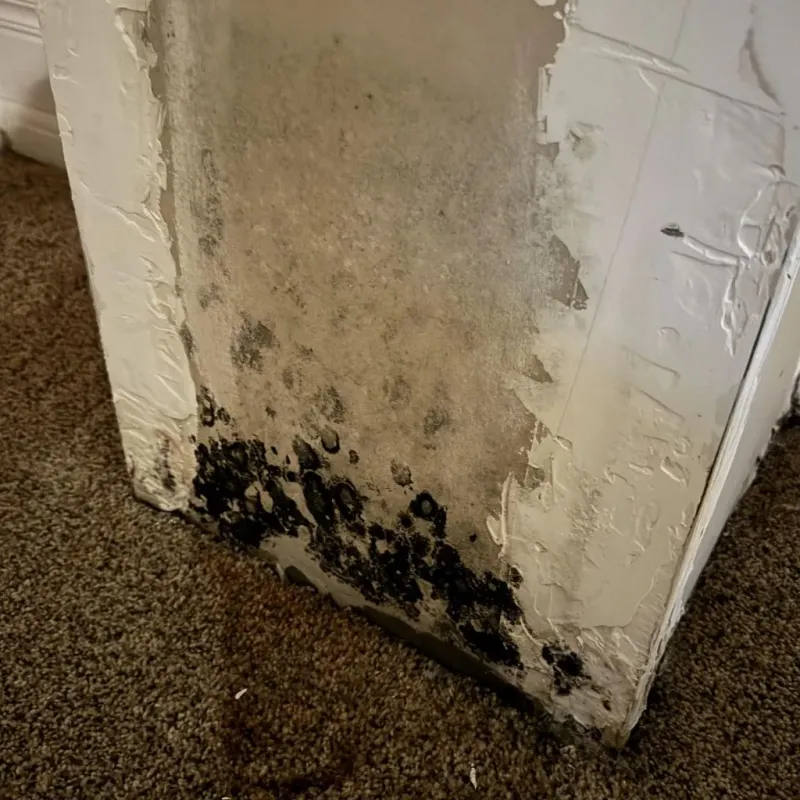 Professional Mold Removal in Ogden, UT